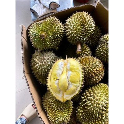 Sầu riêng thái nguyên trái loại 1