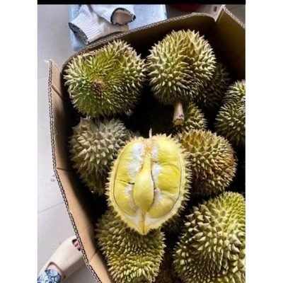 [ Nguyên trái] Sầu riêng Thái, nguyên trái, ship xa ...
